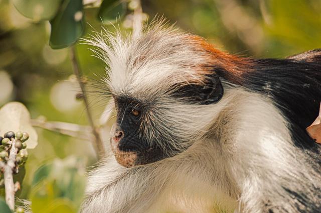 Jozani Chwaka Bay National Park